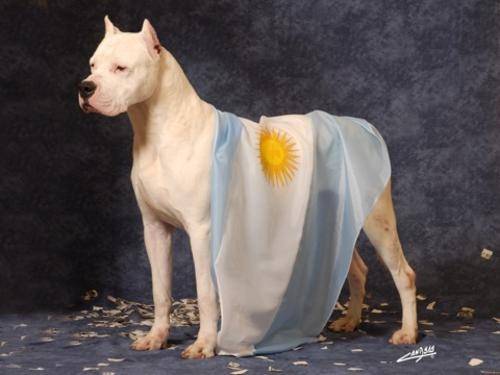 Dogo Argentino - Dogue Argentin