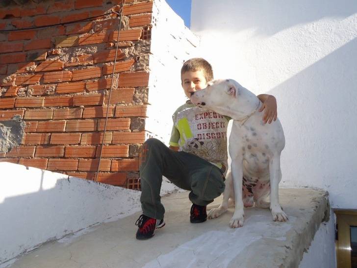 con Pepe - Dogue Argentin Mâle (3 ans)