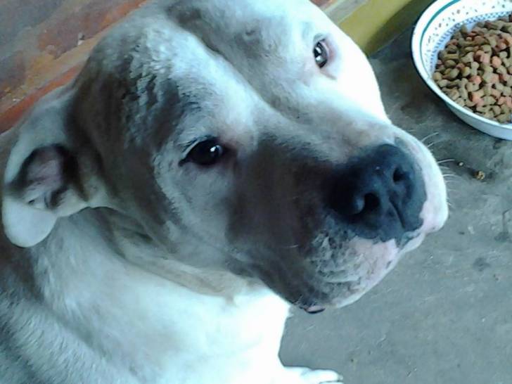 branco - Dogue Argentin Mâle (5 ans)