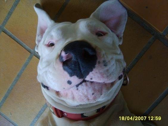 Spyke Dogue argentin de 2 ans - Dogue Argentin (2 ans)