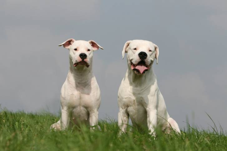 Deux Dogues Argentins assis dans l'herbe