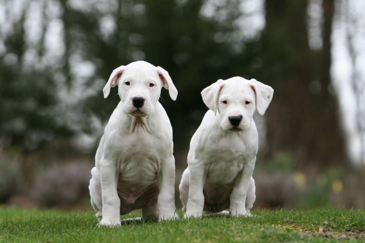 Deux chiots Dogues Argentins assis dans l'herbe