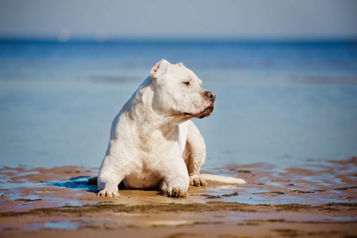 Un Dogue Argentin allongé sur la plage