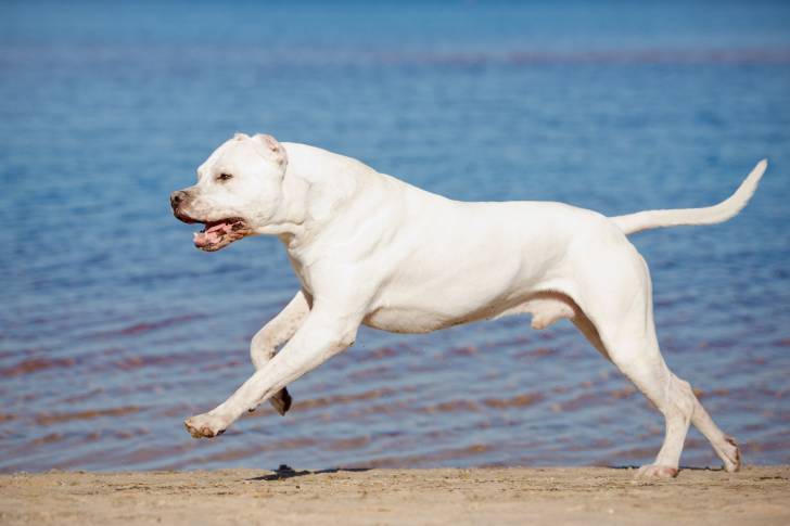 Un Dogue Argentin qui court au bord de l'eau