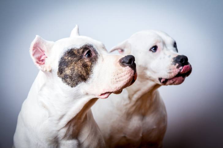 Deux Dogues Argentins vus de profil