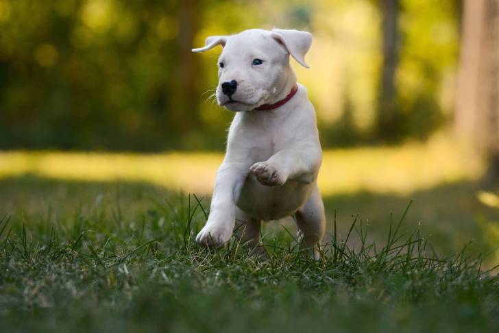 Un chiot Dogue Argentin qui court dans l'herbe