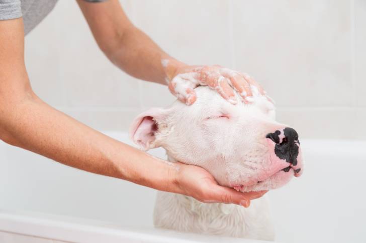 Un Dogue Argentin qui prend un bain dans une baignoire