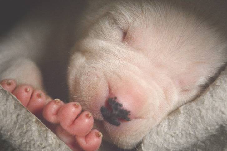 Un chiot Dogue Argentin juste après sa naissance