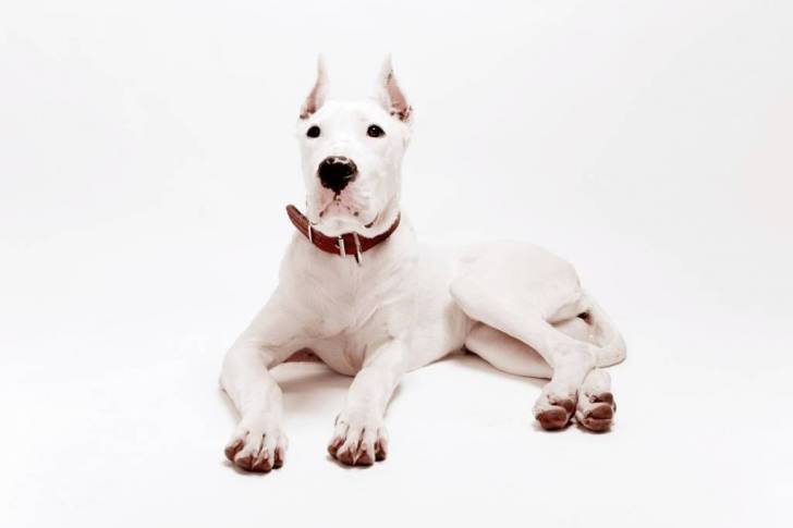 Un Dogue Argentin avec les oreilles dressées sur fond blanc