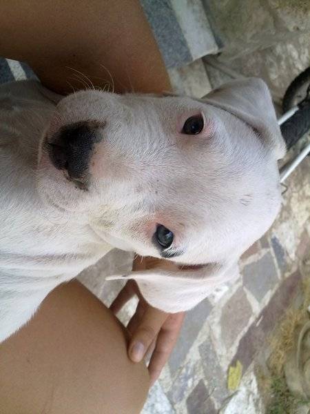 Percy - Dogue Argentin (1 mois)