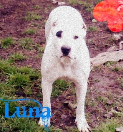 Luna - Dogue Argentin (4 ans)