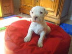 linda - Dogue Argentin Femelle (1 mois)
