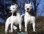 Leo y Natasha - Dogue Argentin