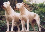 Dogue Argentin - Dogue Argentin