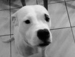 Dogue Argentin Nickie - Dogue Argentin