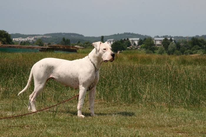Dogue Argentin - Dogue Argentin