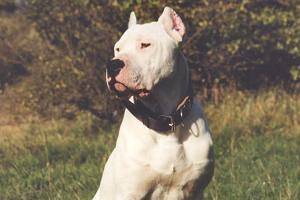 Dogue Argentin - Dogue Argentin