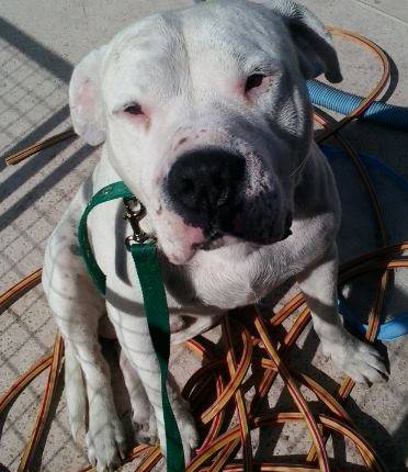 branco - Dogue Argentin Mâle (5 ans)