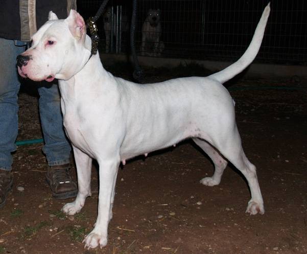 Dogue argentin Makychi de Vianini - Dogue Argentin