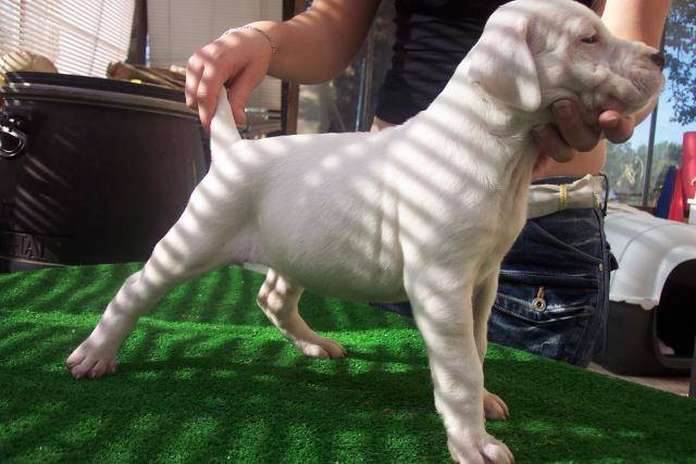 Dogue Argentin Bimbo du Lagon des Grands Blancs - Dogue Argentin