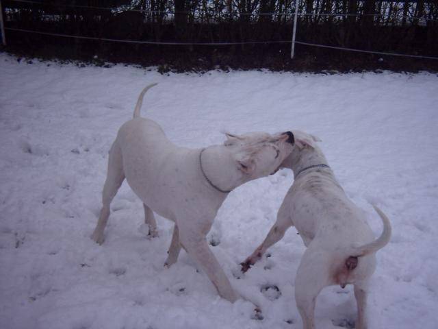 dogue argentin - Dogue Argentin