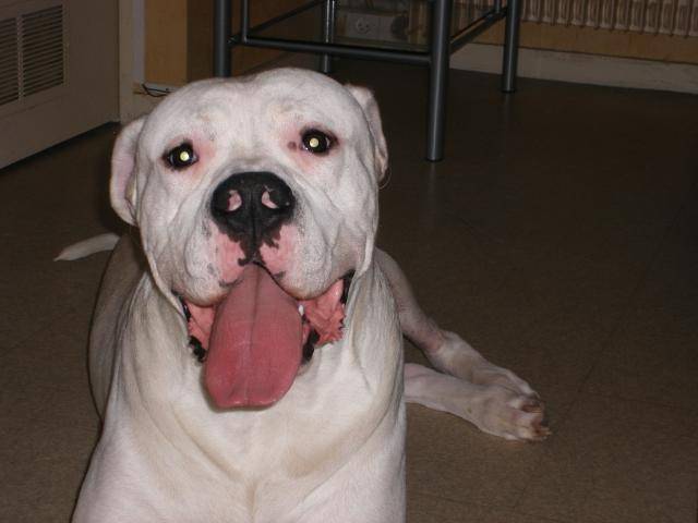 dogue argentin - Dogue Argentin