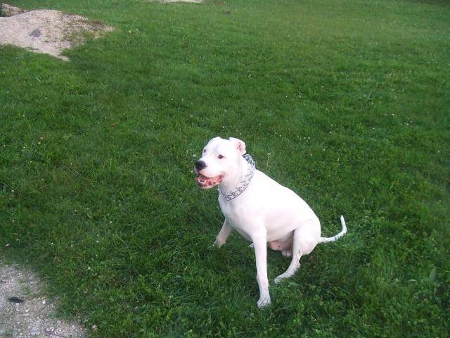 dogue argentin BOSTON ma petite gueule - Dogue Argentin