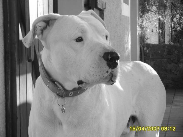 Dogue argentin , Spike - Dogue Argentin