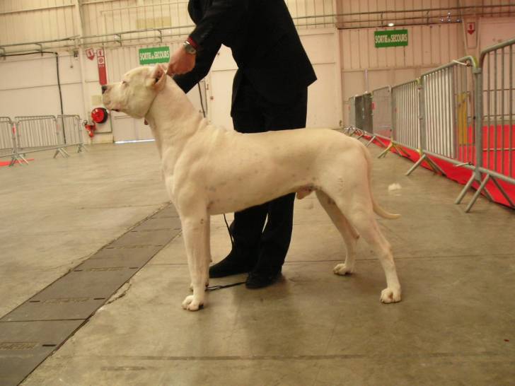 vargas des ange gardien de la mi sud - Dogue Argentin Mâle (7 ans)