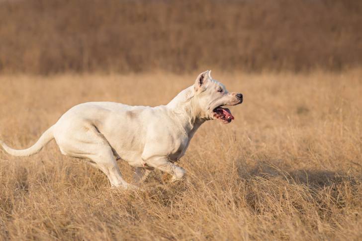 Un Dogue Argentin qui court dans l'herbe