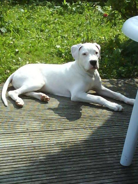jessie - Dogue Argentin Femelle (10 ans)