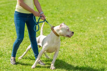 Une personne tentant de retenir un Dogue Argentin agressif qui tire sur sa laisse
