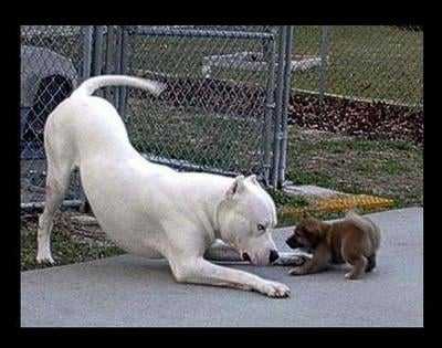 Justine - Dogue Argentin Femelle (2 ans)