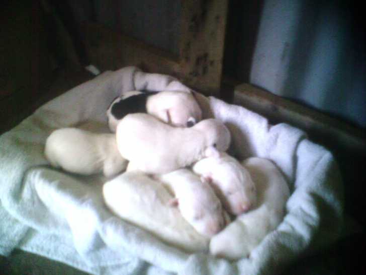 cucciloli - Dogue Argentin Femelle (1 mois)