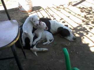 mya shakyra e raul - Dogue Argentin Femelle (1 mois)