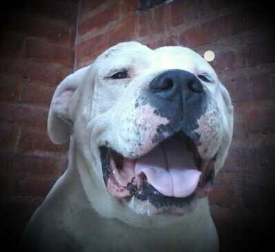 branco :3 - Dogue Argentin Mâle (6 mois)