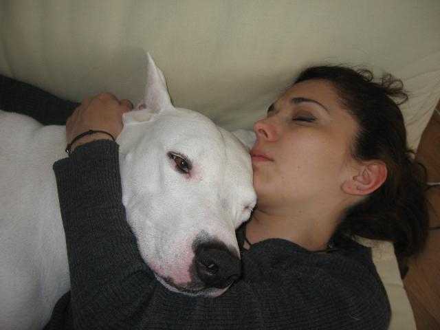 HECATE dogue argentin - Dogue Argentin