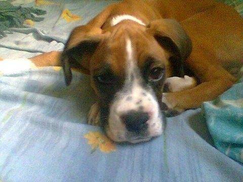 Toby - Tosa Inu Mâle (4 ans)