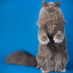 Photo Highland Straight