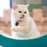 Photo Highland Straight