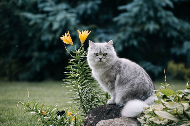 Photo Highland Straight