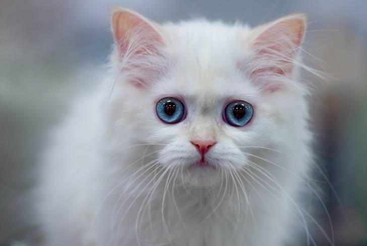 Photo Highland Straight