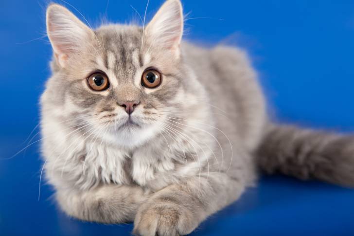 Photo Highland Straight