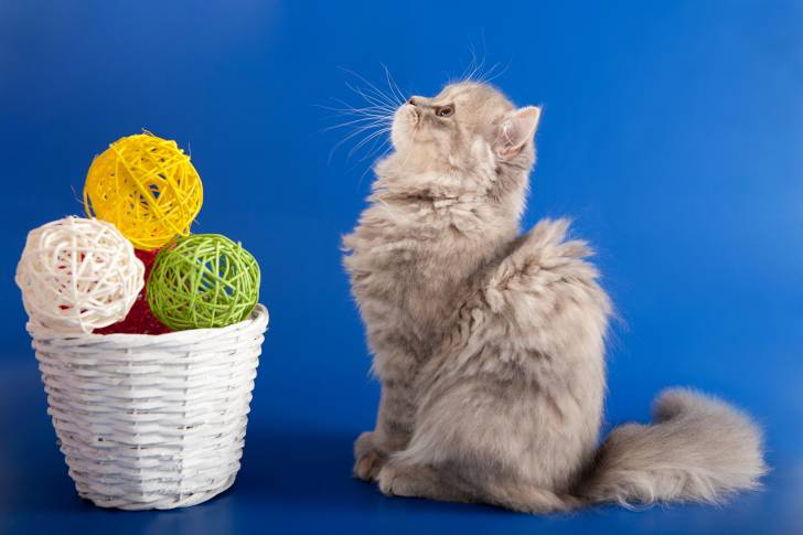 Photo Highland Straight