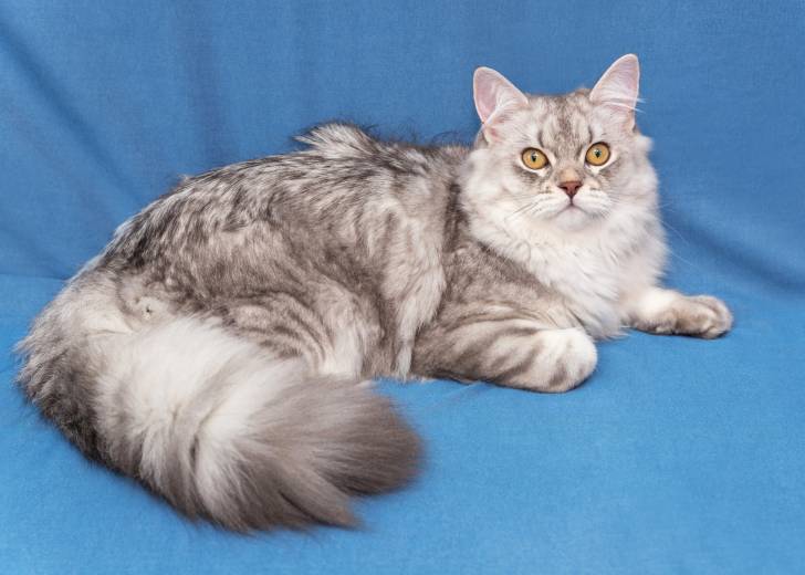 Un Highland Straight gris tabby sur un fond bleu