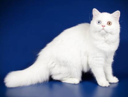 Un Scottish Longhair blanc aux yeux vairons