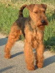 Welsh Terrier - Welsh Terrier