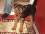 Welsh Terrier - Mia - Welsh Terrier