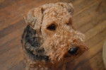 Photo Welsh Terrier