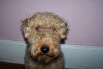 Cardiff - Welsh Terrier Mâle